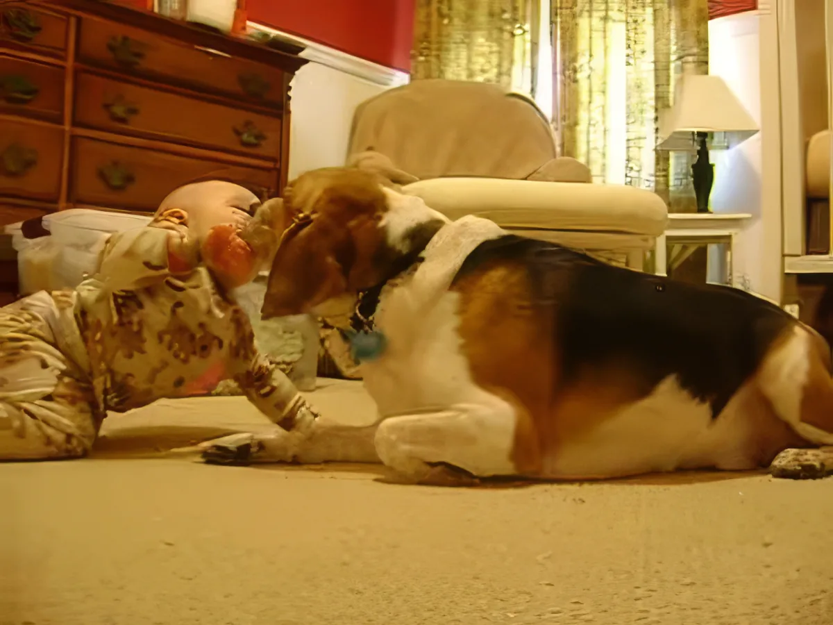 Beagle and Baby