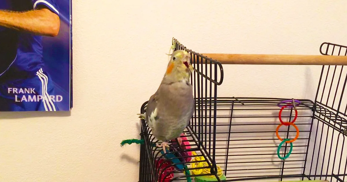 An Old R&B Song Came on the Radio, but I Never Imagined Seeing This Cockatiel Do This! LOL!