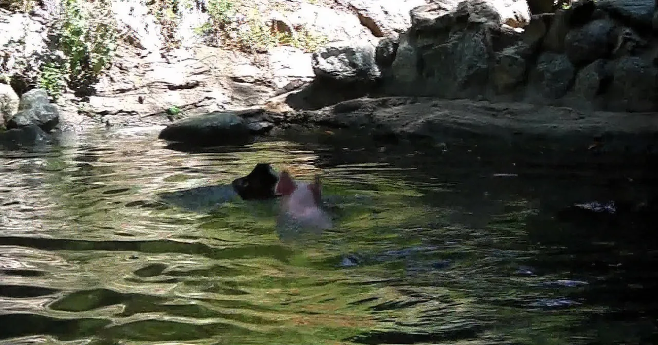 This Poor Baby Goat Was Drowning. but When This Pig Noticed Him? You Won''t Believe It!