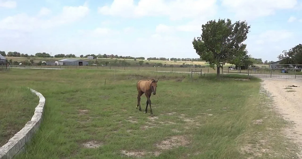 Horses graze in a grassy field with a tree and a dirt path nearby.