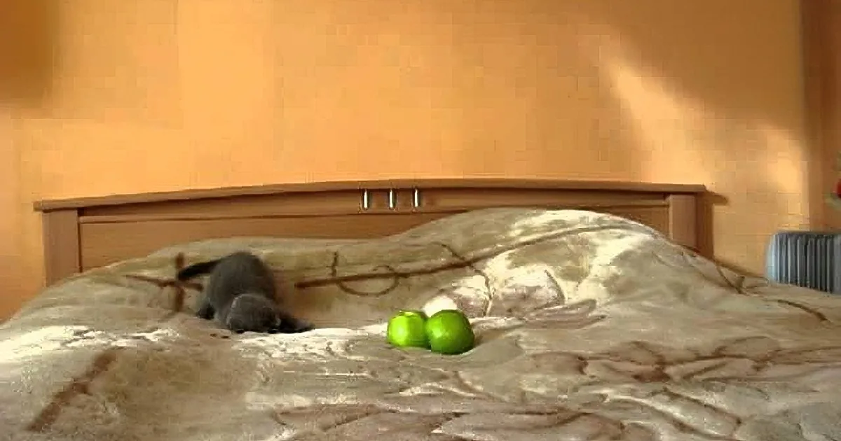 Poor Cat Is Terrified When He Sees This on the Bed. You'll Be Floored When You See What It Is!