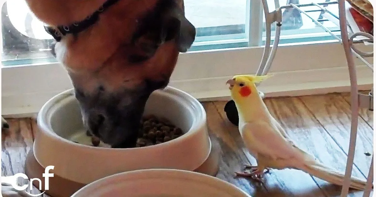 A dog and a cockatiel share a meal, with the dog eating from a bowl and the bird perched nearby.