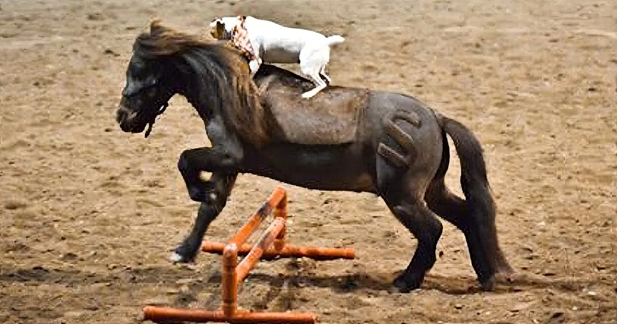 Dog Climbs Onto a Miniature Horse. but Wait Till You See What Follows Next! I Can''t Believe It!
