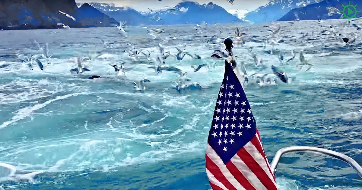He''s Filming Seagulls When Something Extraordinary Occurs