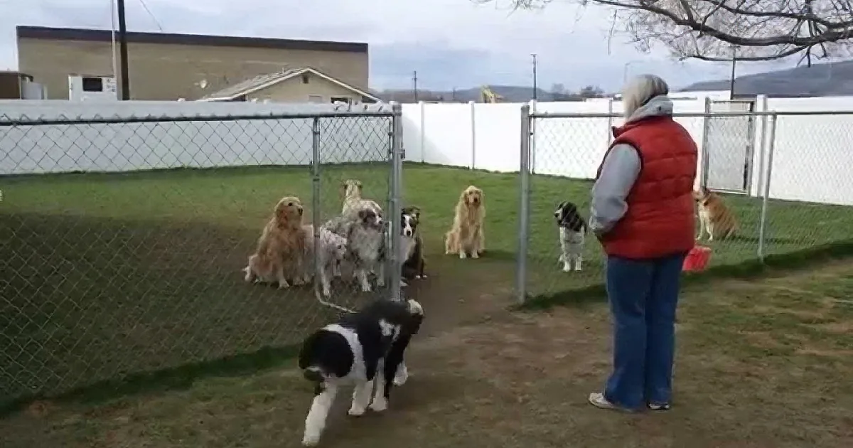 A person in a red vest stands facing a fenced area with several dogs, including a black and white one in the foreground.