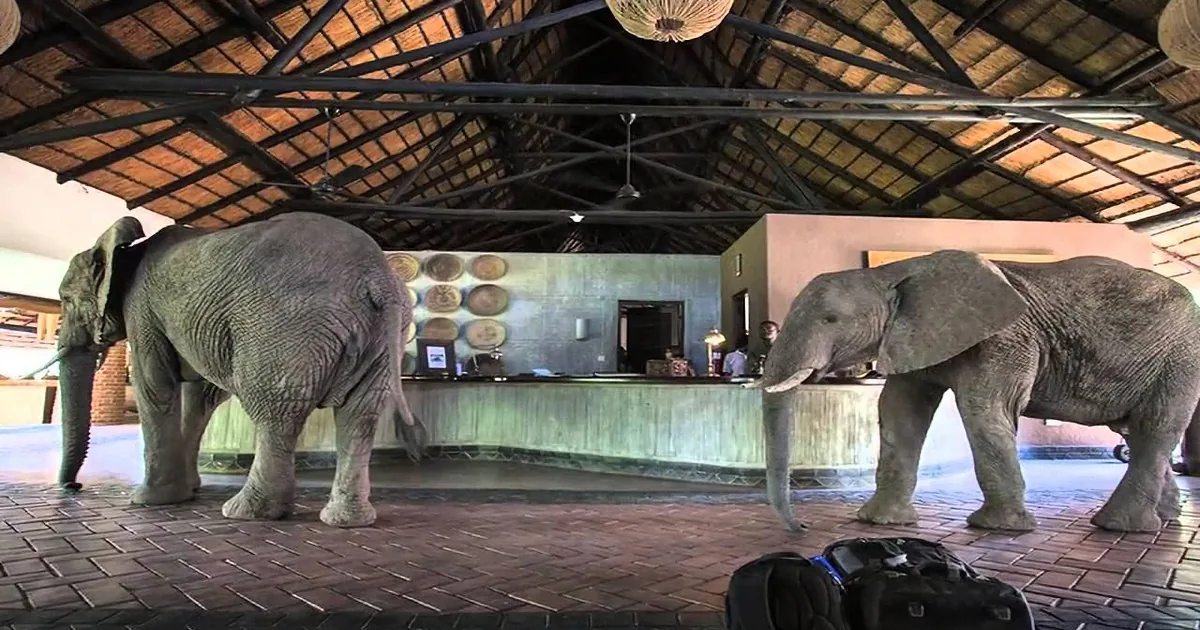Two elephants stand inside a building with a thatched roof, near a counter and scattered shoes on the floor.