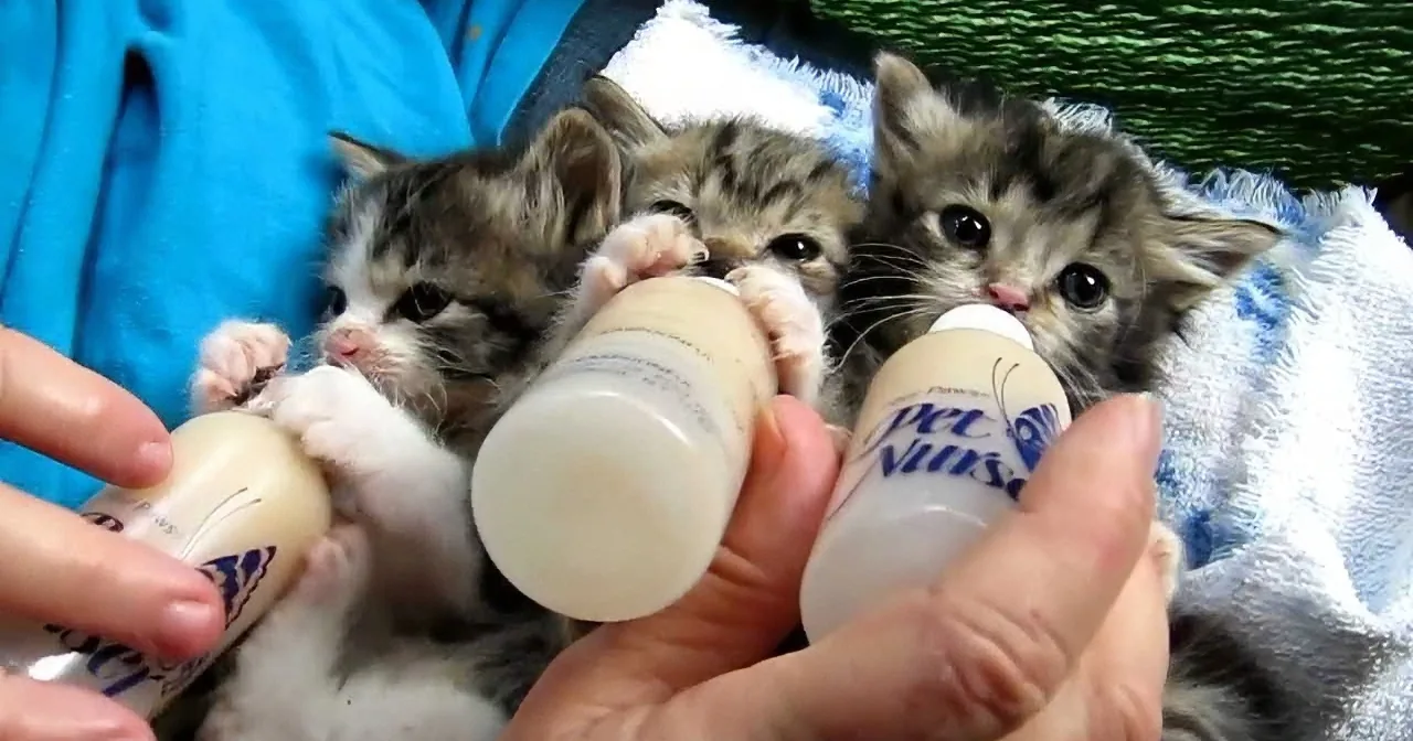 Three tiny kittens being bottle-fed by a person in a blue shirt.