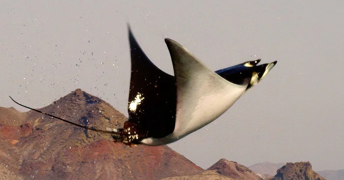 A Huge Shadow Leapt From the Depths of the Ocean. When They Zoomed in, My Breath Stopped! Wow!