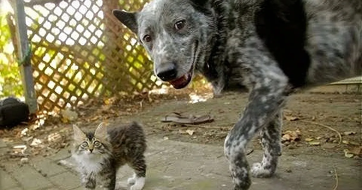 A large dog and a small kitten are standing together on a paved area near a wooden fence.