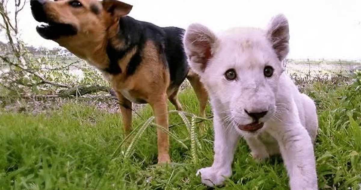 White Lion Cub and Pup Have a Play Date Everyday