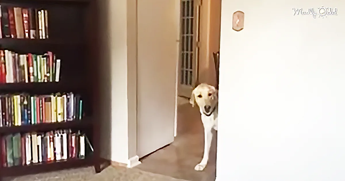 This Poor Labrador Is Terrified of Carpets. How He Overcomes His Fear Is Adorable