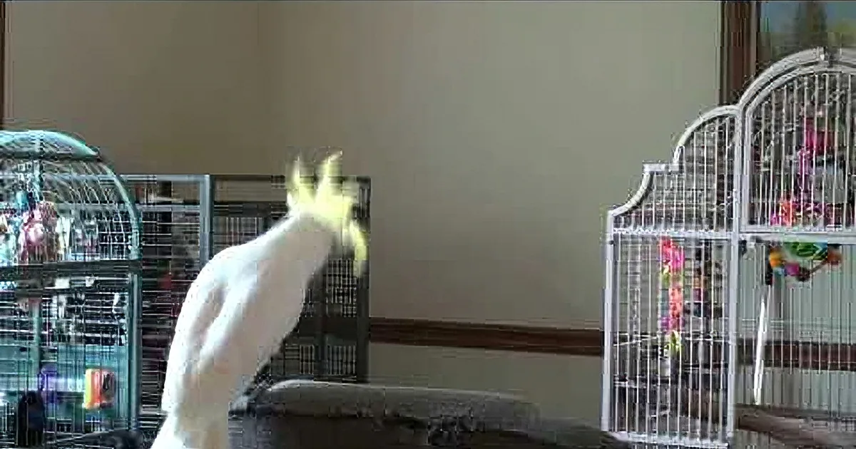 She Played Michael Jackson on the Stereo. but How Her Bird Reacted Shocked Me Speechless!
