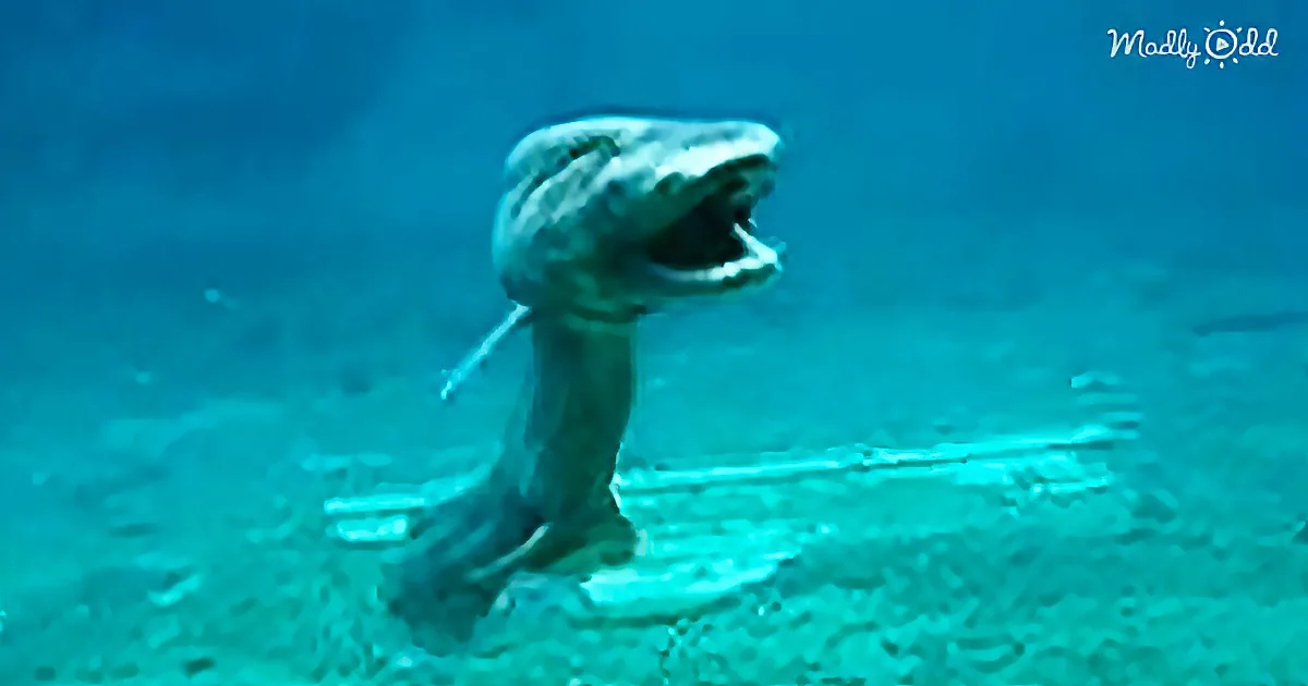 Prehistoric Shark Is One of the Rarest Things to Emerge From the Depths of the Ocean