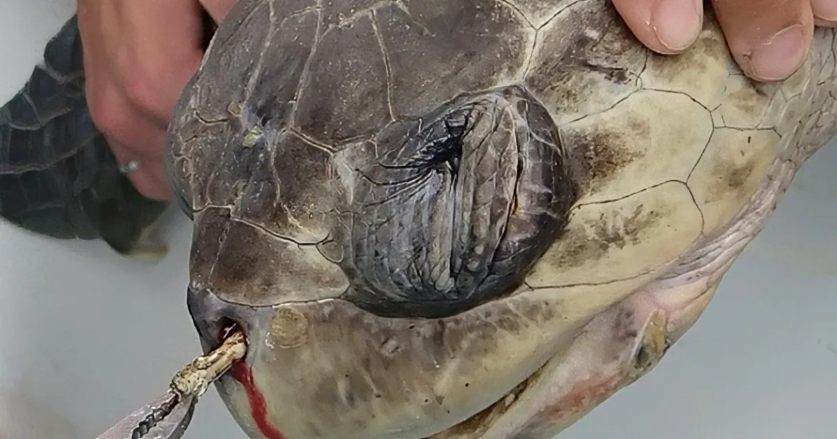 That Sea Turtle Had a Plastic Straw Lodged in Its Nostrils. Wait Till You See the Rescue!