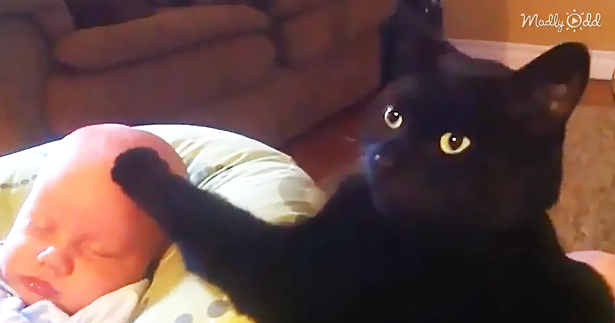 When the Baby Wouldn''t Stop Crying, This Sweet Cat Stepped in to Help