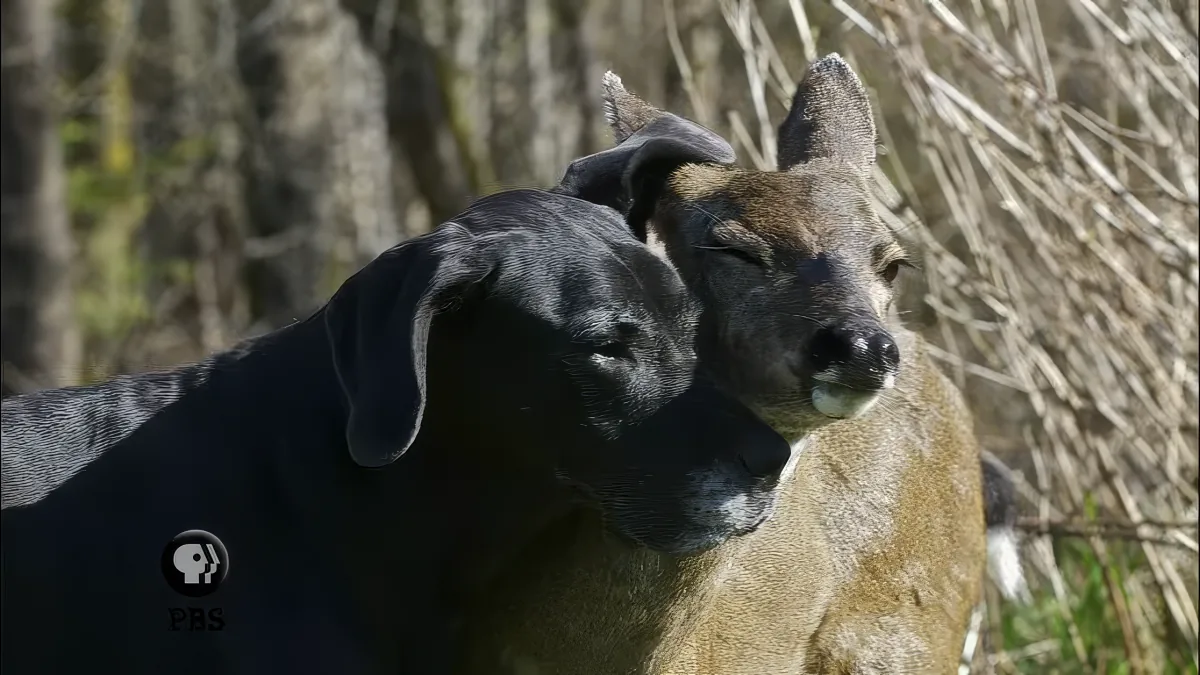 A black dog and a deer are standing close together, with the dog resting its head on the deer's back.