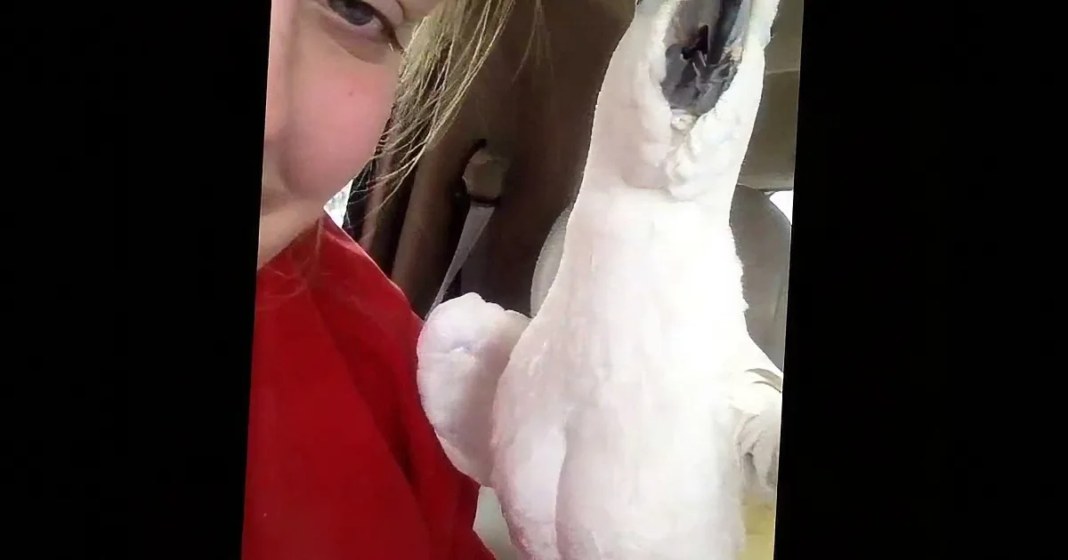 Owner Plays Peekaboo With Her Cockatoo. but What the Bird Did Left Me in Hysterics! Awww!