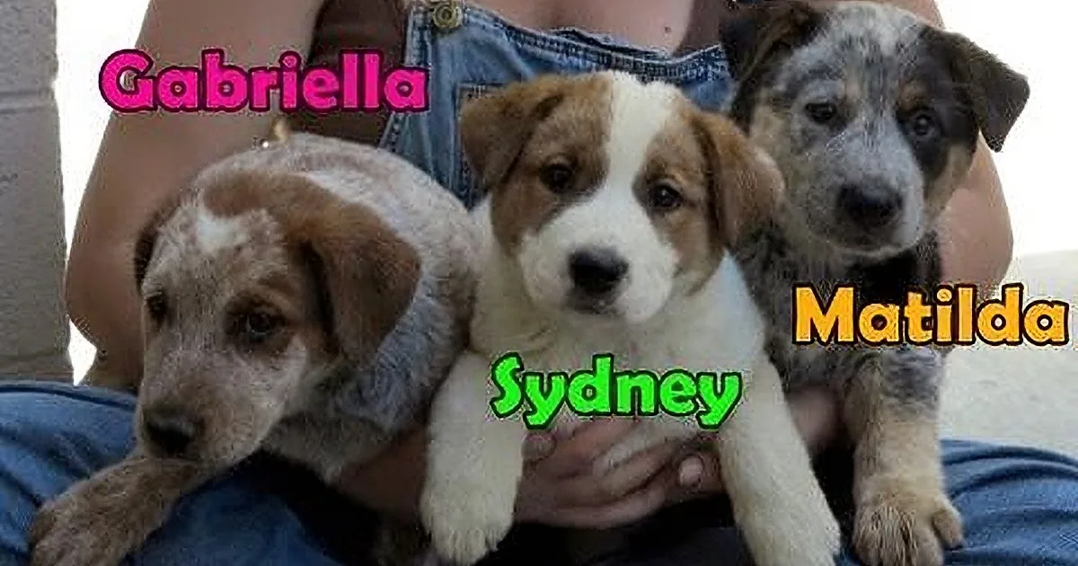 Three puppies, Gabriella, Sydney, and Matilda, are being held by someone wearing denim overalls.