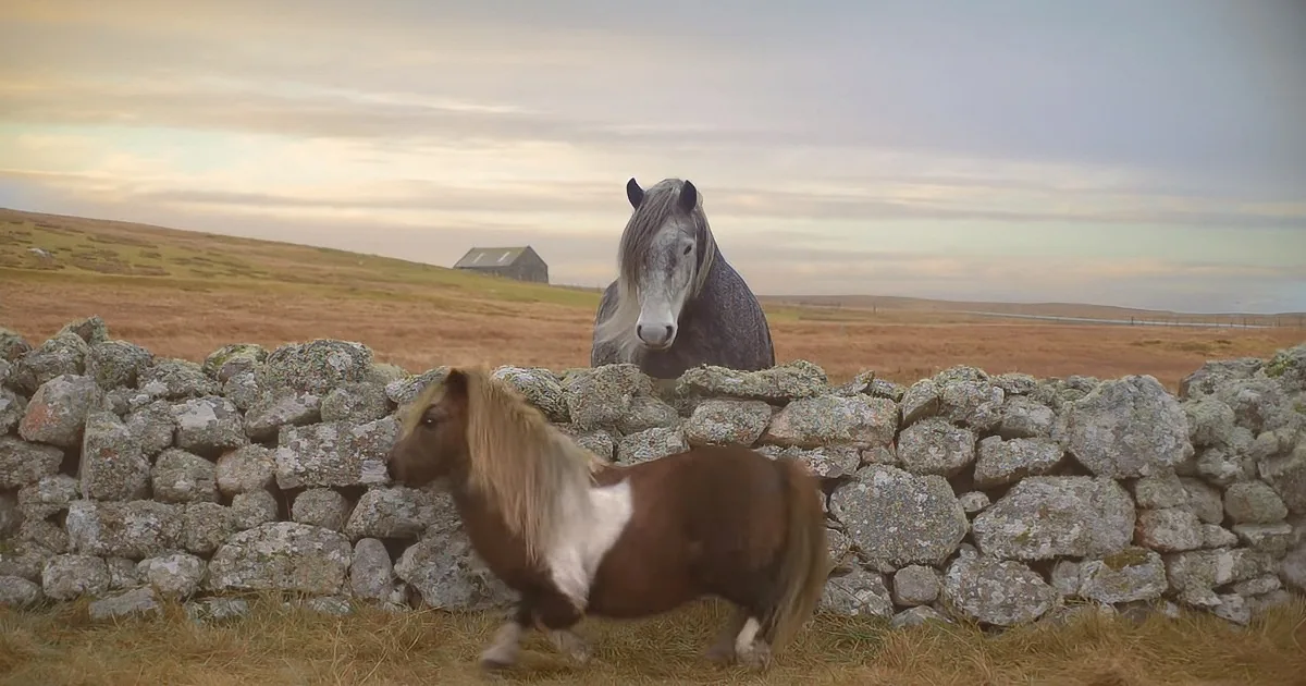 Tiny Pony Dances to ''Everywhere'' by Fleetwood Mac