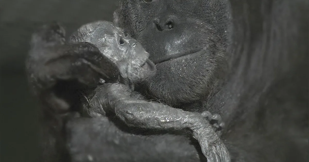 A gorilla holds a baby gorilla close, both appearing calm and serene.