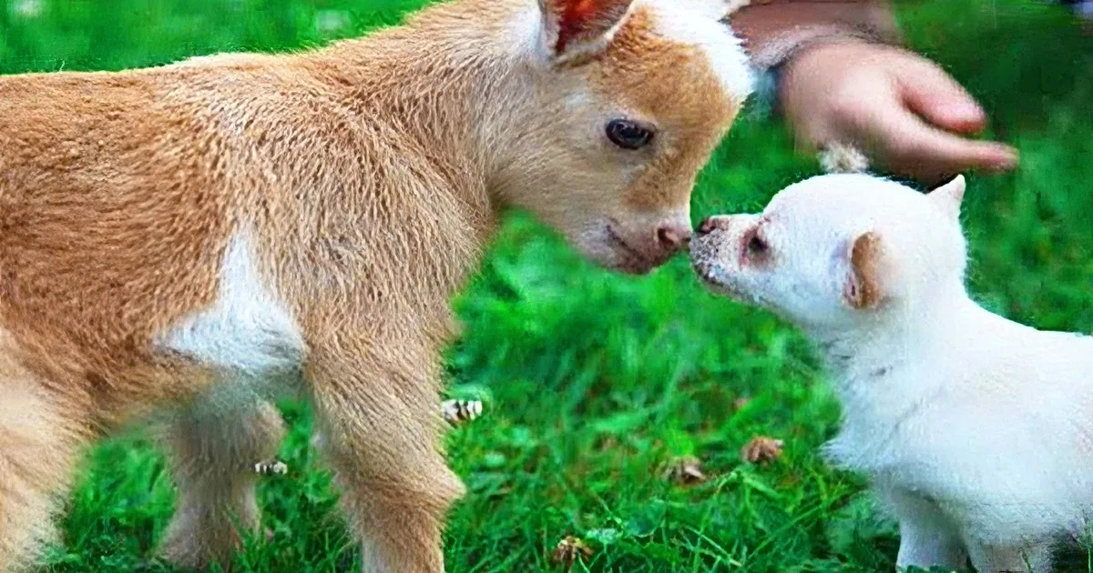 That Chihuahua Puppy Thinks She''s One of the Goats. Keep an Eye out for What She Does! Lol