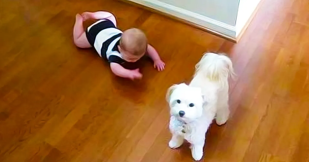Dog Starts Dancing, but I Wasn''t Expecting the Baby to React Like This! Adorable!