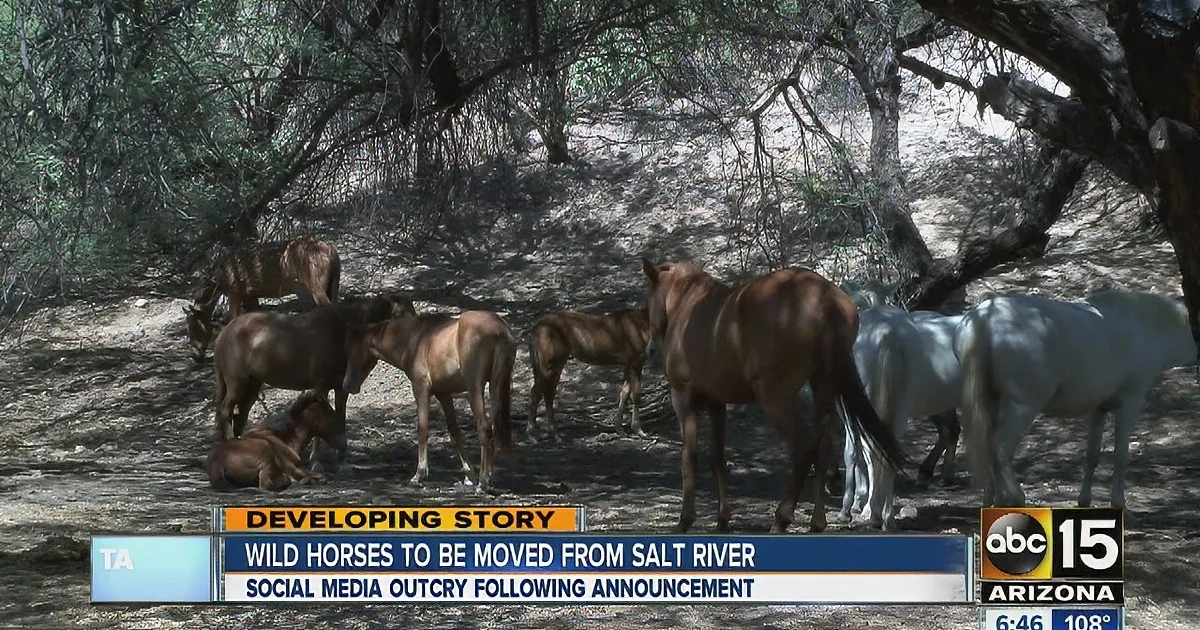 Wild horses rest under trees, news banner reports relocation from Salt River amid social media backlash.