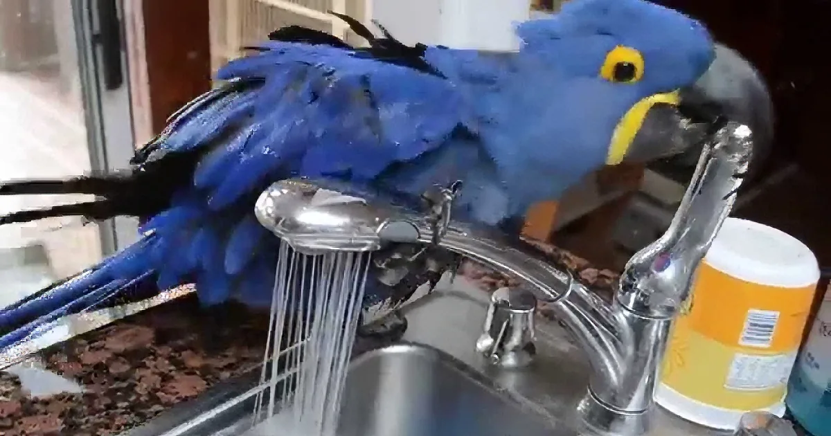 A blue parrot perches on a kitchen faucet, drinking water from the running stream.