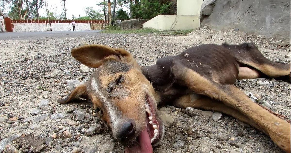 A dog lies motionless on a gravel surface, its mouth open, appearing lifeless.