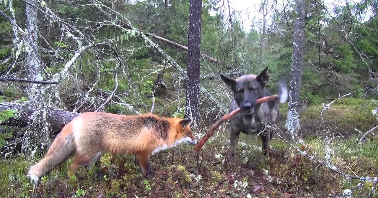 A fox and a dog are in a forest, with the fox holding a stick in its mouth.