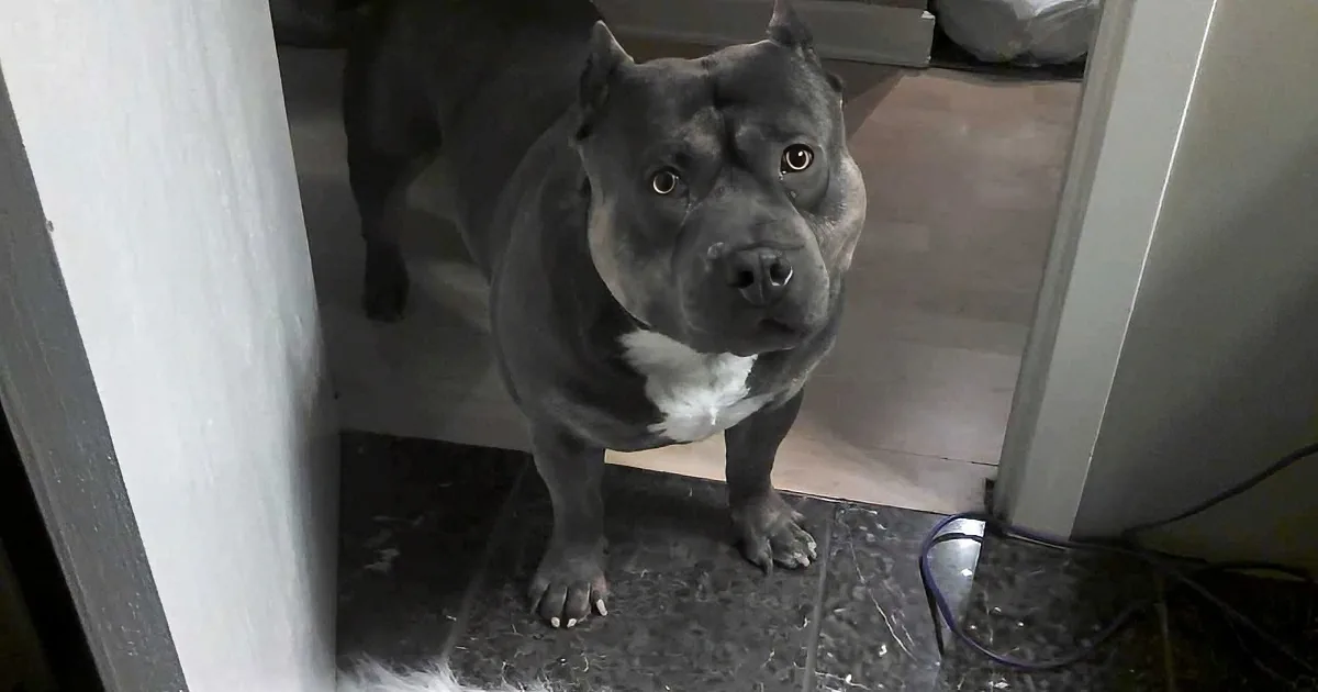 A muscular gray dog with a white chest stands at a doorway, looking directly at the camera.