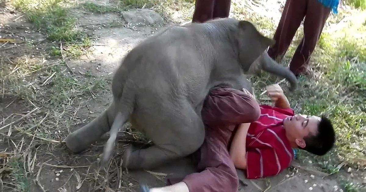 A baby elephant playfully interacts with a person lying on the ground in a grassy area.