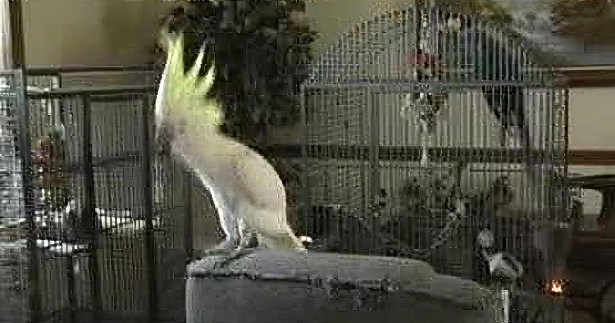 Owner Plays Stevie Nicks Song on the Radio. Watch What His Bird Does When He Hears! Hilarious!