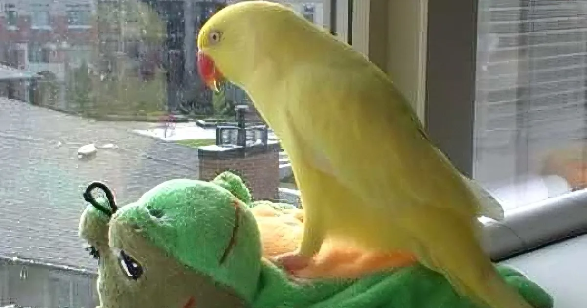 Parrot Chatting to His Stuffed Turtle Is About as Cute as You Can Get