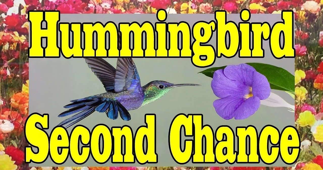 He Brings out a Camera and Picks up a Lost Hummingbird. What His Camera Captures? Beautiful!