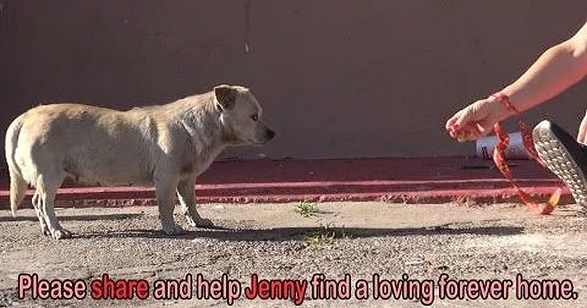 A small, light-colored dog stands near a person holding a leash, with a red brick wall and pavement in the background.