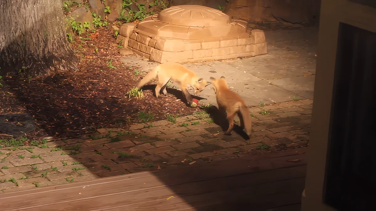 A fox is seen exploring a garden area with a stone structure and scattered leaves.