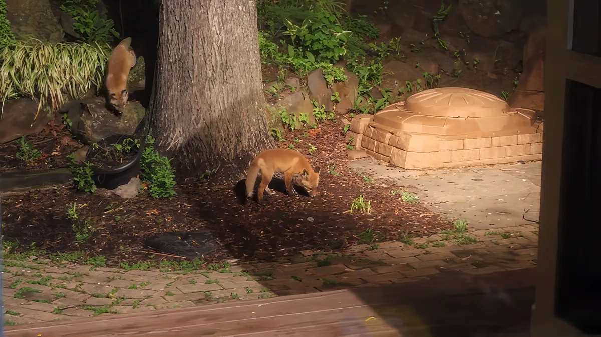 A fox is seen near a tree and a brick wall in a garden setting.