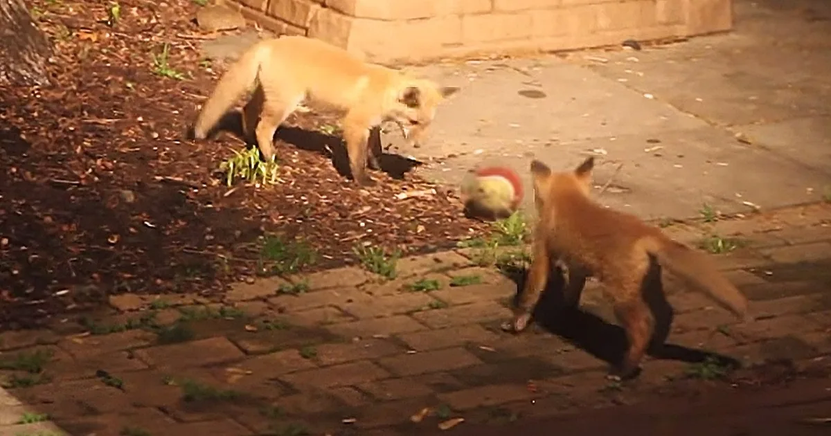 He Saw Baby Foxes Playing in His Backyard. Wait Til You See What His Camera Captured Next!