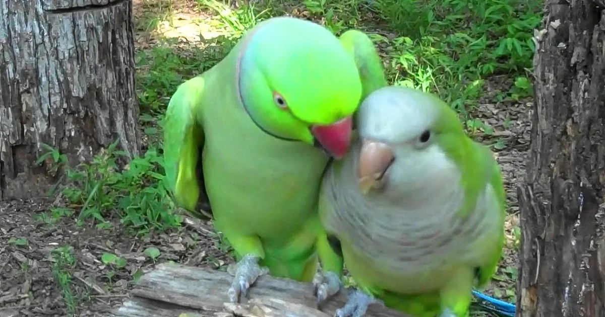 Two green parrots, one with a red beak, are perched closely together on a log in a natural setting.