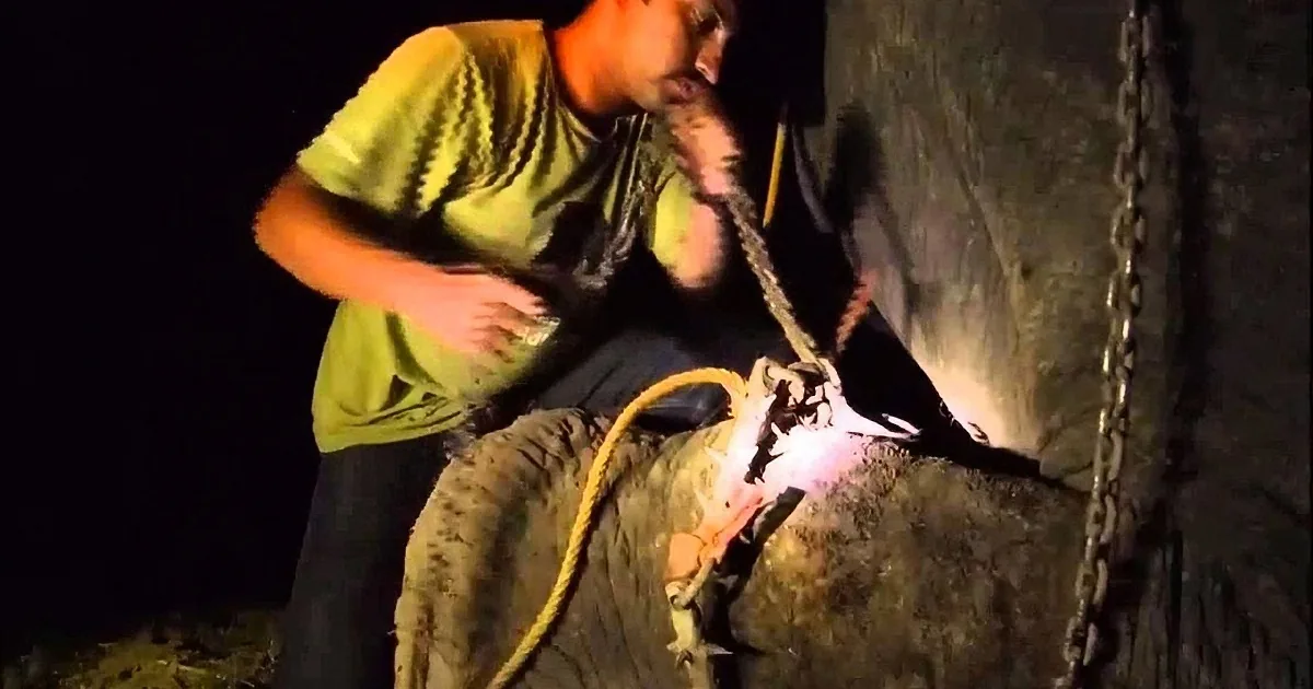 This Poor Elephant Was Inhumanly Chained for 50 Yrs, You''ll Break Down When This Happens! OMG!