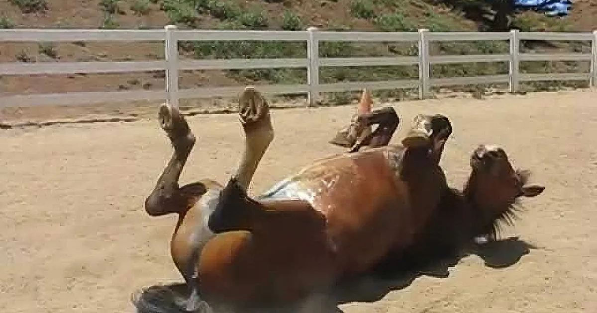A horse is rolling on its back in a sandy area, with its legs in the air and a small inset showing a close-up of its belly.