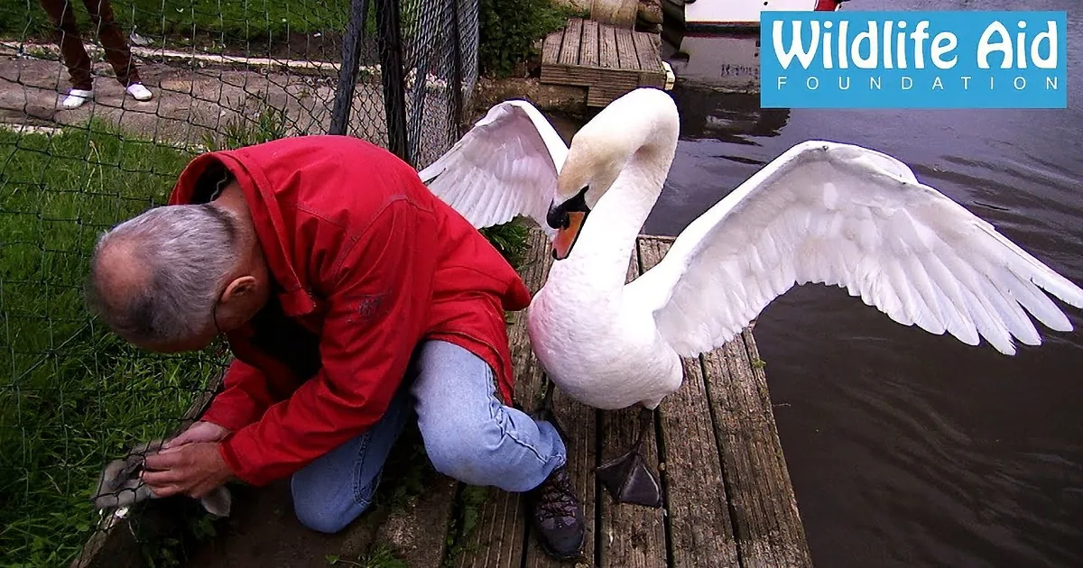 A man in a red jacket is kneeling near a swan with outstretched wings on a dock.
