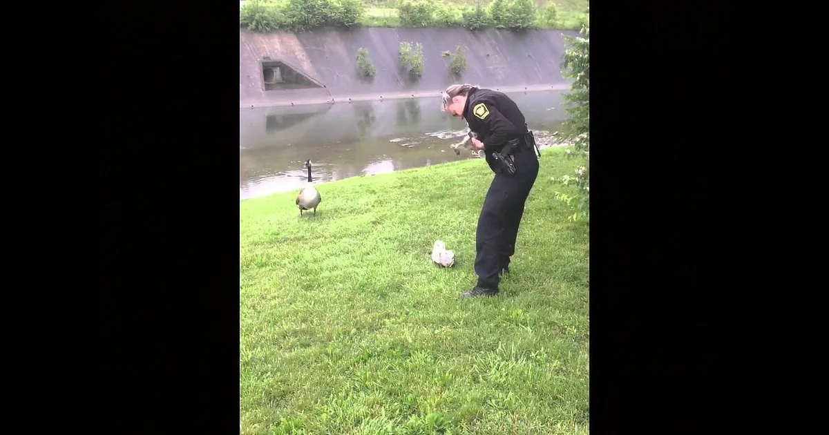 Mother Goose Approaches Cop and Leads Him to Her Trapped Baby. This Took My Breath Away!