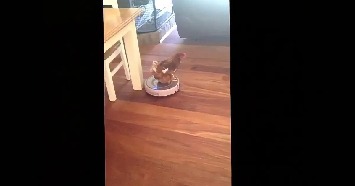 Australian Woman Finds Chicken Cruising Around Her House on a Tiny Mobile Vacuum