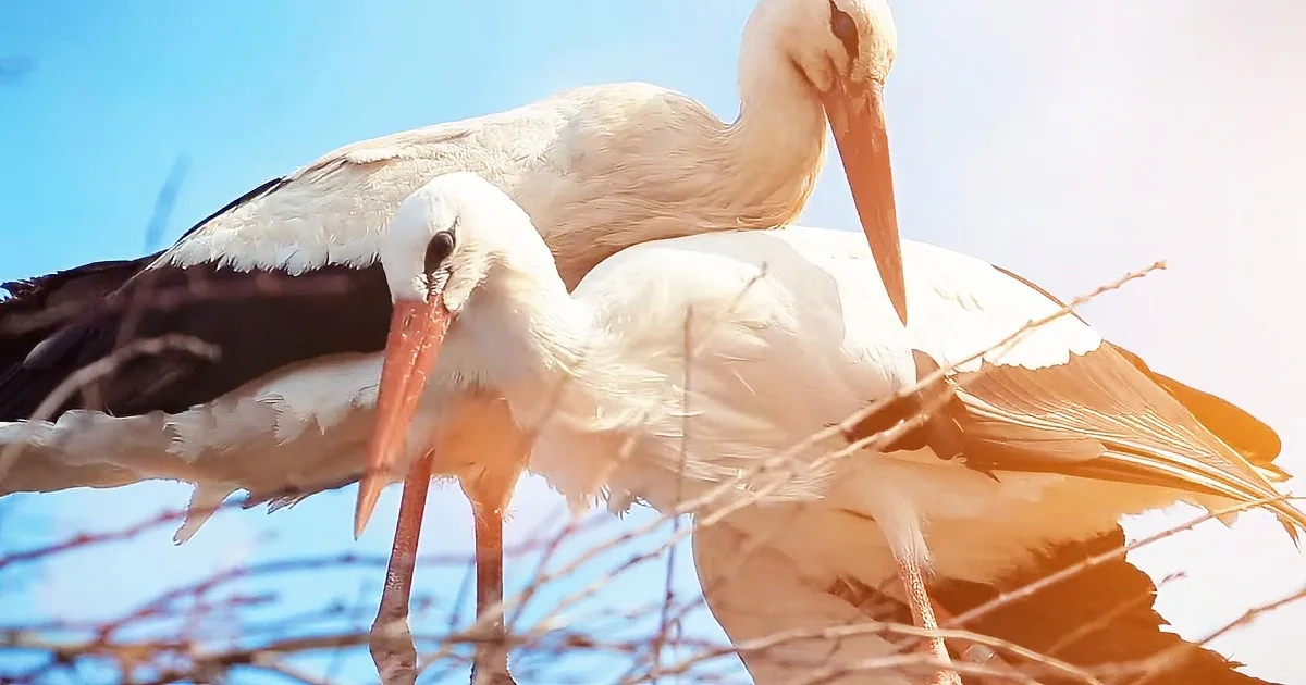 Each Year, This Stork Flies 8,000 Miles to Be With His Injured Soulmate
