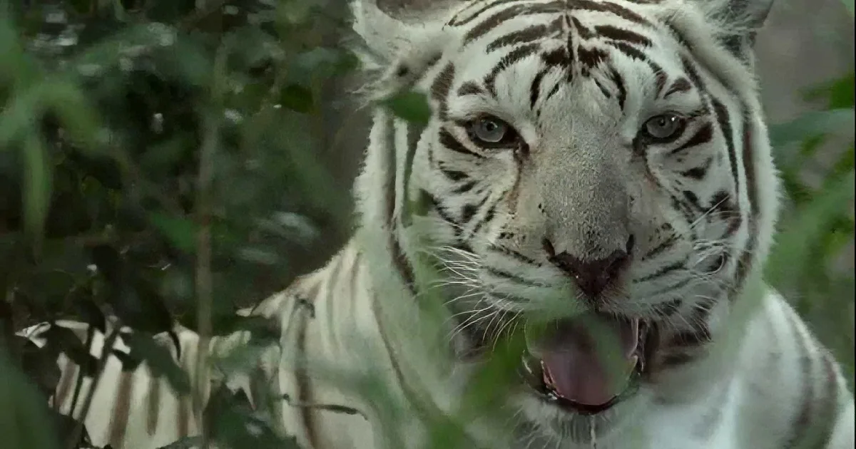 This Video Shows Why No One Should Ever Breed White Tigers Again. Those Poor Kitties!