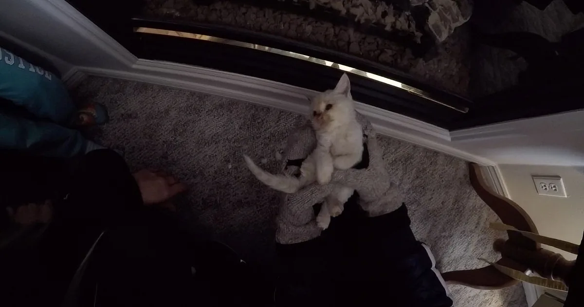 Family Finds a Frozen Kitten Buried in the Snow, Then Brings Him Back to Life. a Miracle!