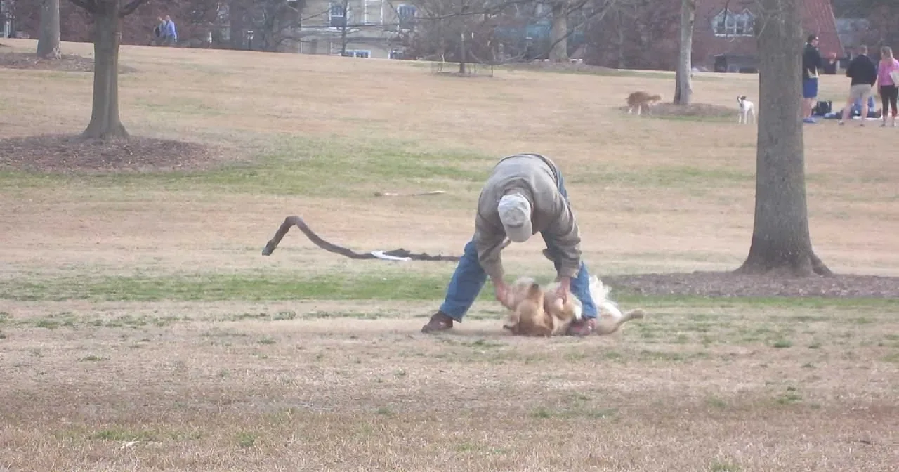 A man bends over in a park, interacting with a dog on the ground.