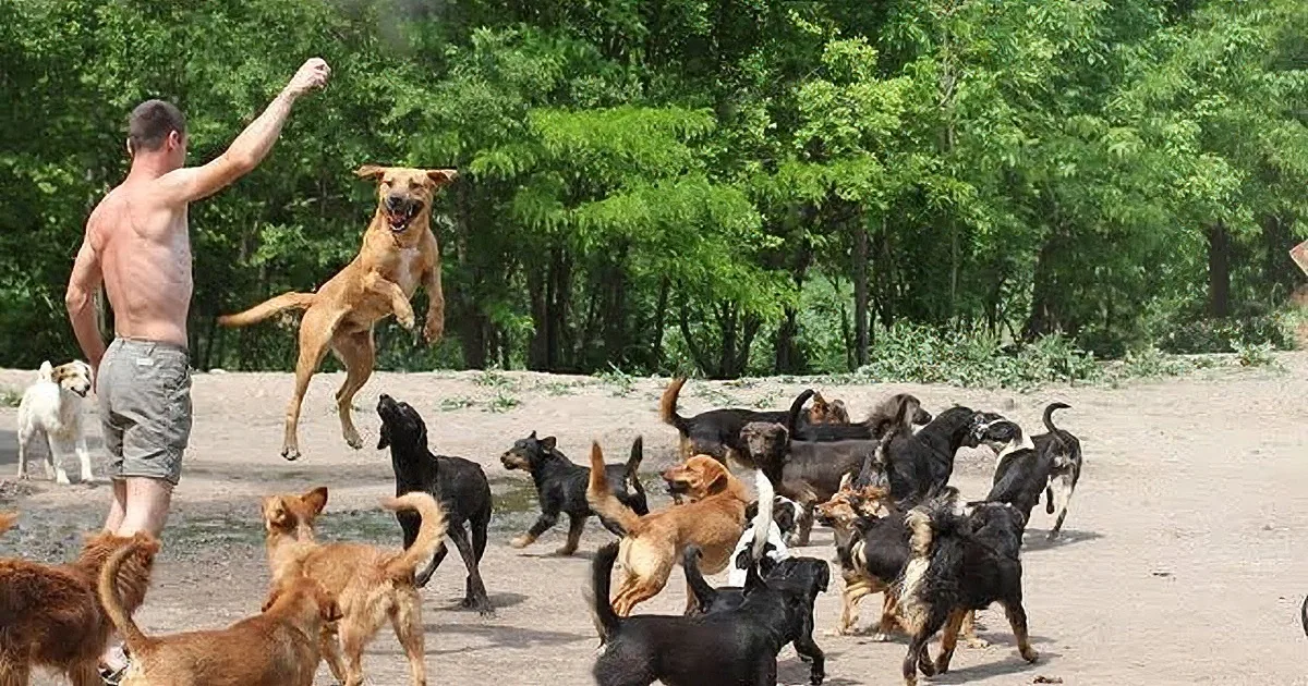 Man Hates to See Street Dogs Suffering, so He Rescues 450 of Them and Takes Them Home!